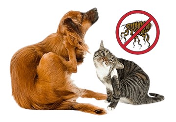 Parassiti degli animali domestici: come proteggere gli amici a quattro zampe