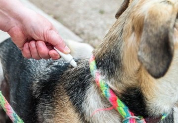 Quali sono i migliori antiparassitari per cani? Quali sono i migliori antiparassitari per cani?