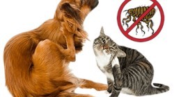 Parassiti degli animali domestici: come proteggere gli amici a quattro zampe
